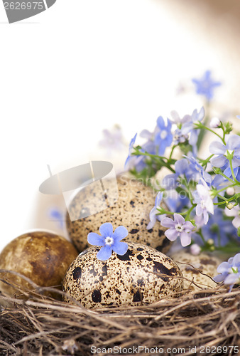 Image of Quail eggs in a nest, forget-me-nots