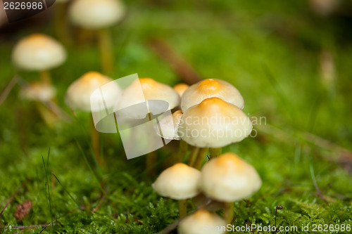 Image of brown mushroom autumn outdoor macro closeup 