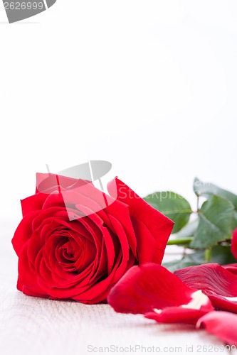 Image of beautiful red rose on white bachground