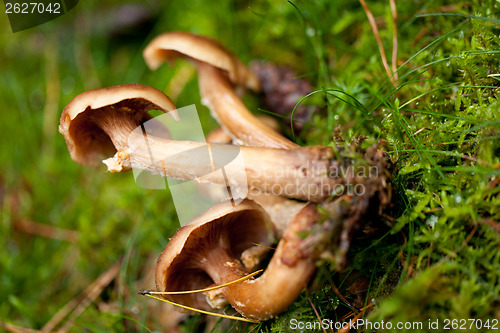 Image of brown mushroom autumn outdoor macro closeup 