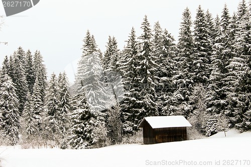 Image of forest and field  winter landscape
