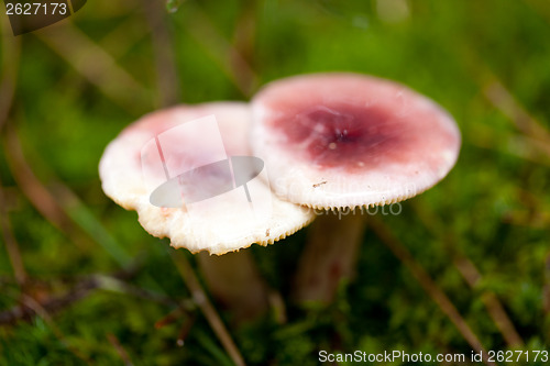 Image of brown mushroom autumn outdoor macro closeup 