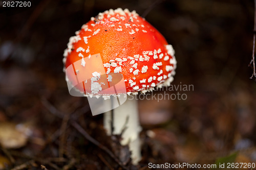 Image of agaric amanita muscaia mushroom detail in forest autumn 