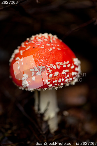 Image of agaric amanita muscaia mushroom detail in forest autumn 