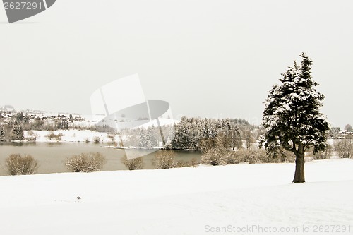 Image of forest and field  winter landscape