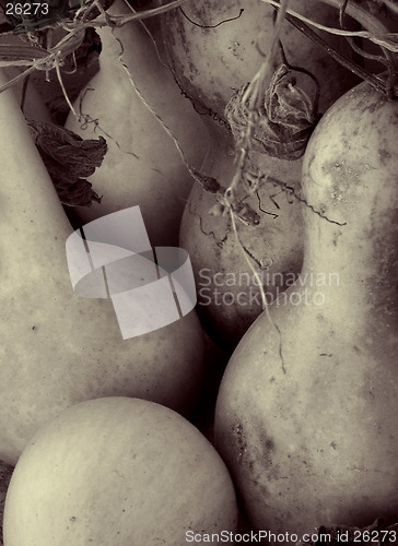 Image of Sensual Gourds