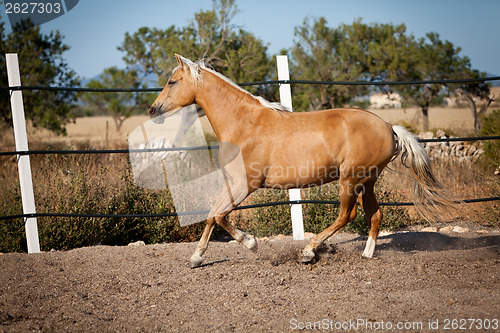 Image of beautiful blond cruzado horse outside horse ranch field