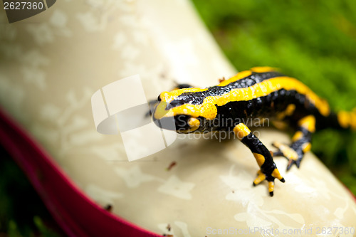 Image of fire salamander salamandra closeup in forest outdoor