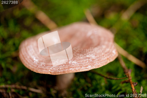 Image of brown mushroom autumn outdoor macro closeup 