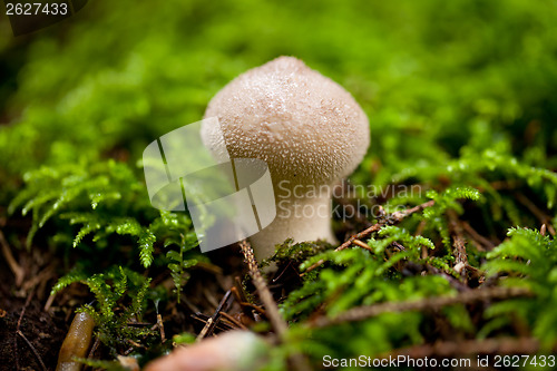 Image of brown mushroom autumn outdoor macro closeup 