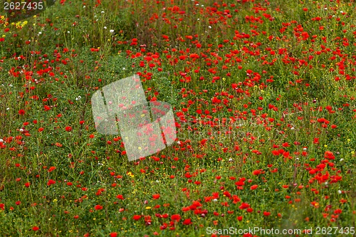 Image of beautiful poppy field in red and green landscape 