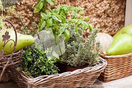 Image of fresh green different herbs and flowers on window outdoor 