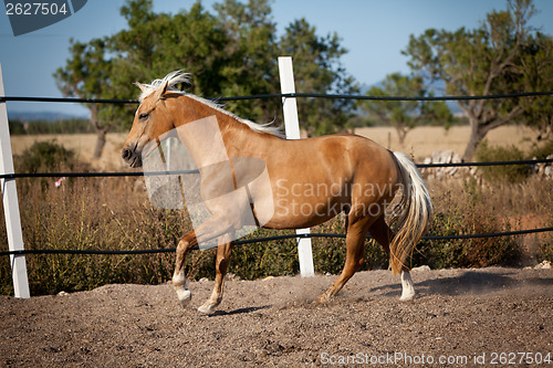 Image of beautiful blond cruzado horse outside horse ranch field