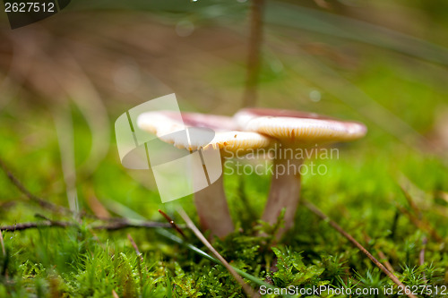 Image of brown mushroom autumn outdoor macro closeup 