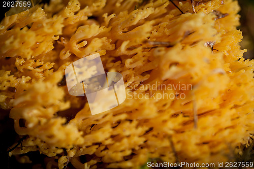 Image of ramaria mushroom detail macro in forest autumn seasonal