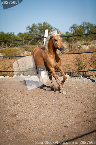 Image of beautiful blond cruzado horse outside horse ranch field