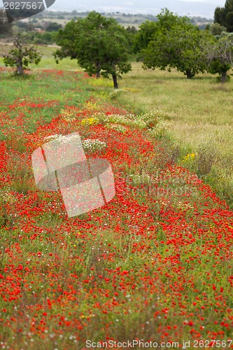 Image of beautiful poppy field in red and green landscape 