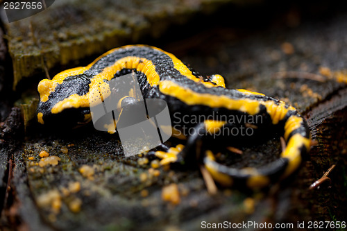 Image of fire salamander salamandra closeup in forest outdoor