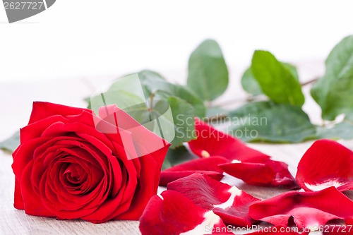 Image of beautiful red rose on white bachground