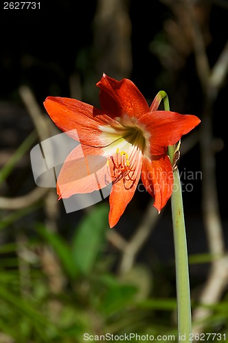 Image of amaryllis in bloom outdoors