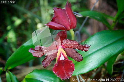 Image of deep red orchids in bloom