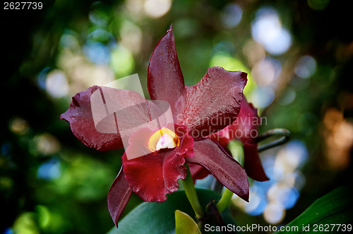 Image of looking up at deep red orchids in bloom