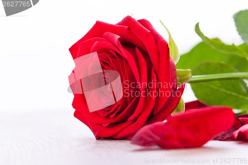 Image of beautiful red rose on white bachground