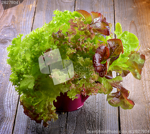 Image of Mixed Lettuce