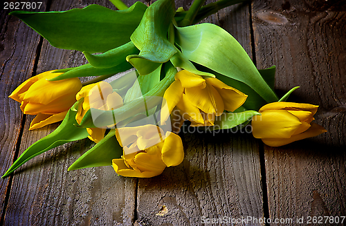 Image of Yellow Tulips