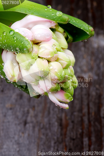 Image of Pink Hyacinth