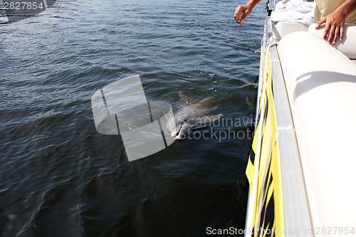 Image of Wild Florida Dolphin