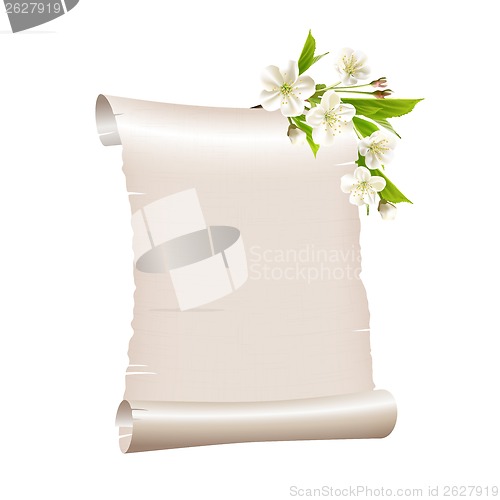 Image of Scroll blank paper with blossoming cherry branch