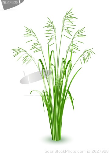 Image of Green grass, vector