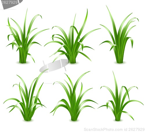 Image of Green grass, vector