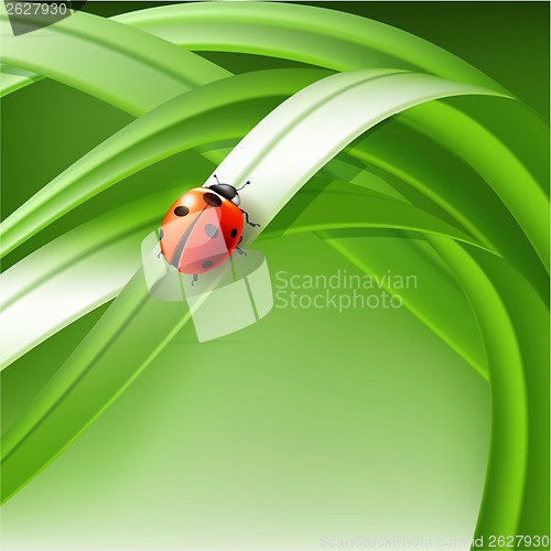 Image of ladybug on grass