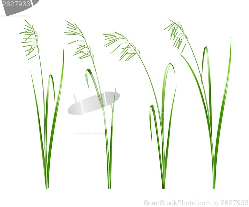 Image of Green grass, vector