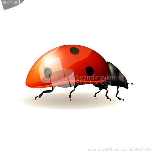 Image of Ladybird. Vector illustration.