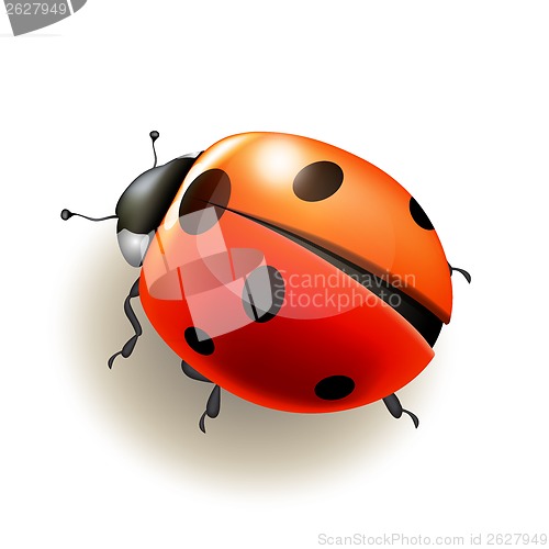 Image of Ladybird. Vector illustration.