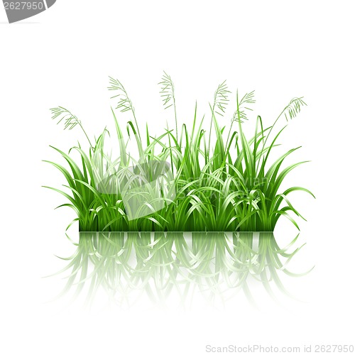 Image of Green grass, vector