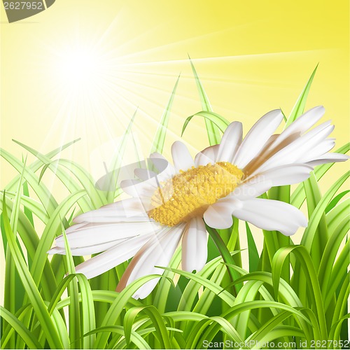 Image of Green grass with daisy - summer background.