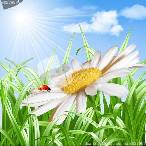 Image of Ladybird on daisy flower vector