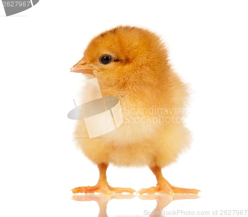 Image of Little chicken