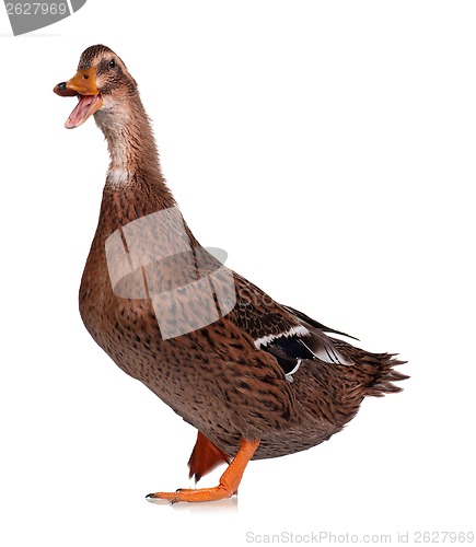 Image of Domestic duck