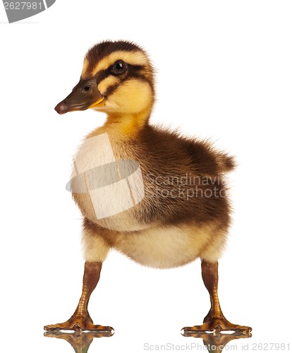 Image of Domestic duckling