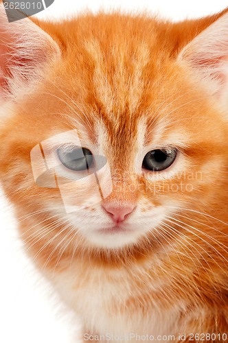 Image of Red kitten