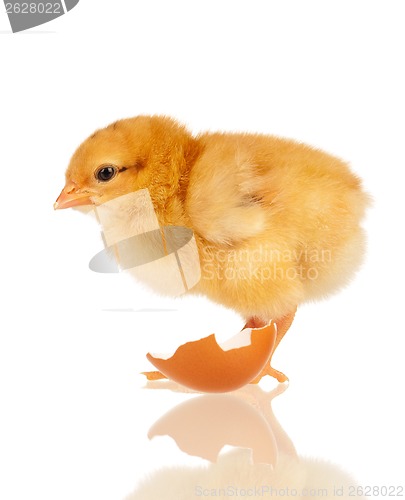 Image of Little chicken