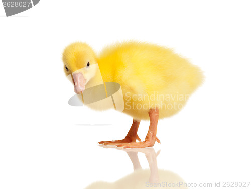 Image of Domestic gosling