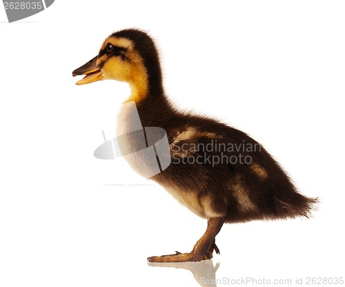 Image of Domestic duckling