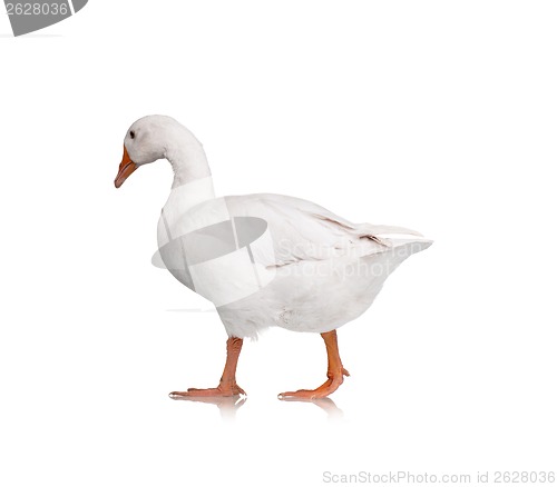 Image of Domestic goose