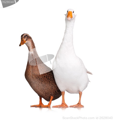 Image of Duck and goose